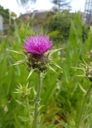 flower of scotland klein