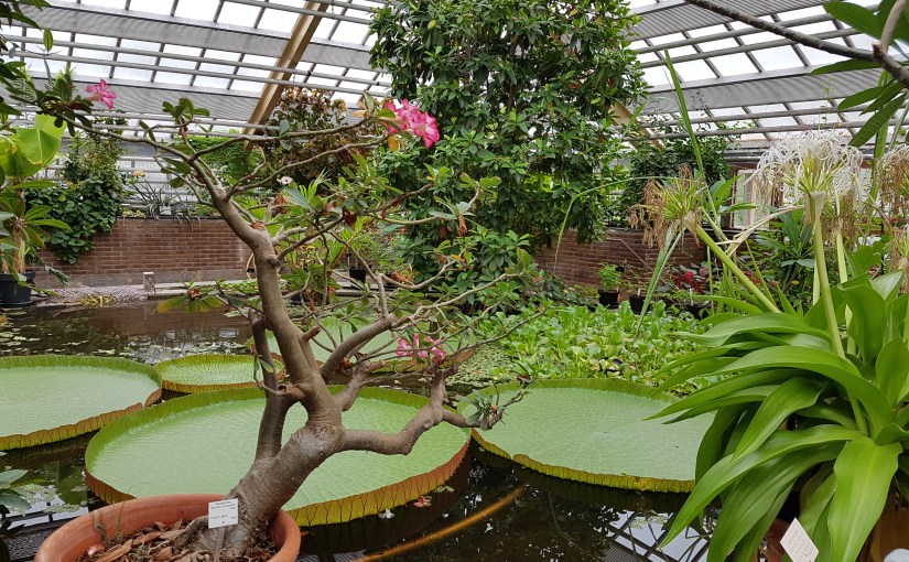 Hortus Botanicus Leiden