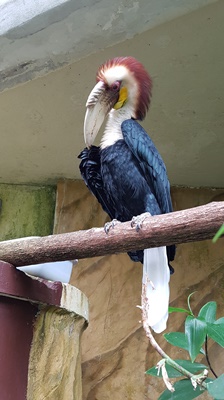 neushoornvogel klein