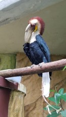 neushoornvogel klein