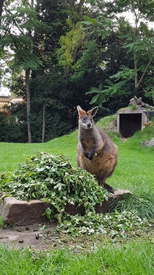 wallabie klein